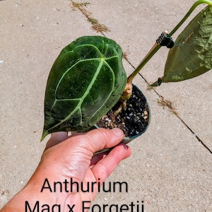 Anthurium Mag x Forgetii - 4&quot; Pot