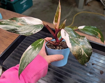 pink rubber tree plant 3-5 FT Ruby Rubber Tree Std  Dahing Plants