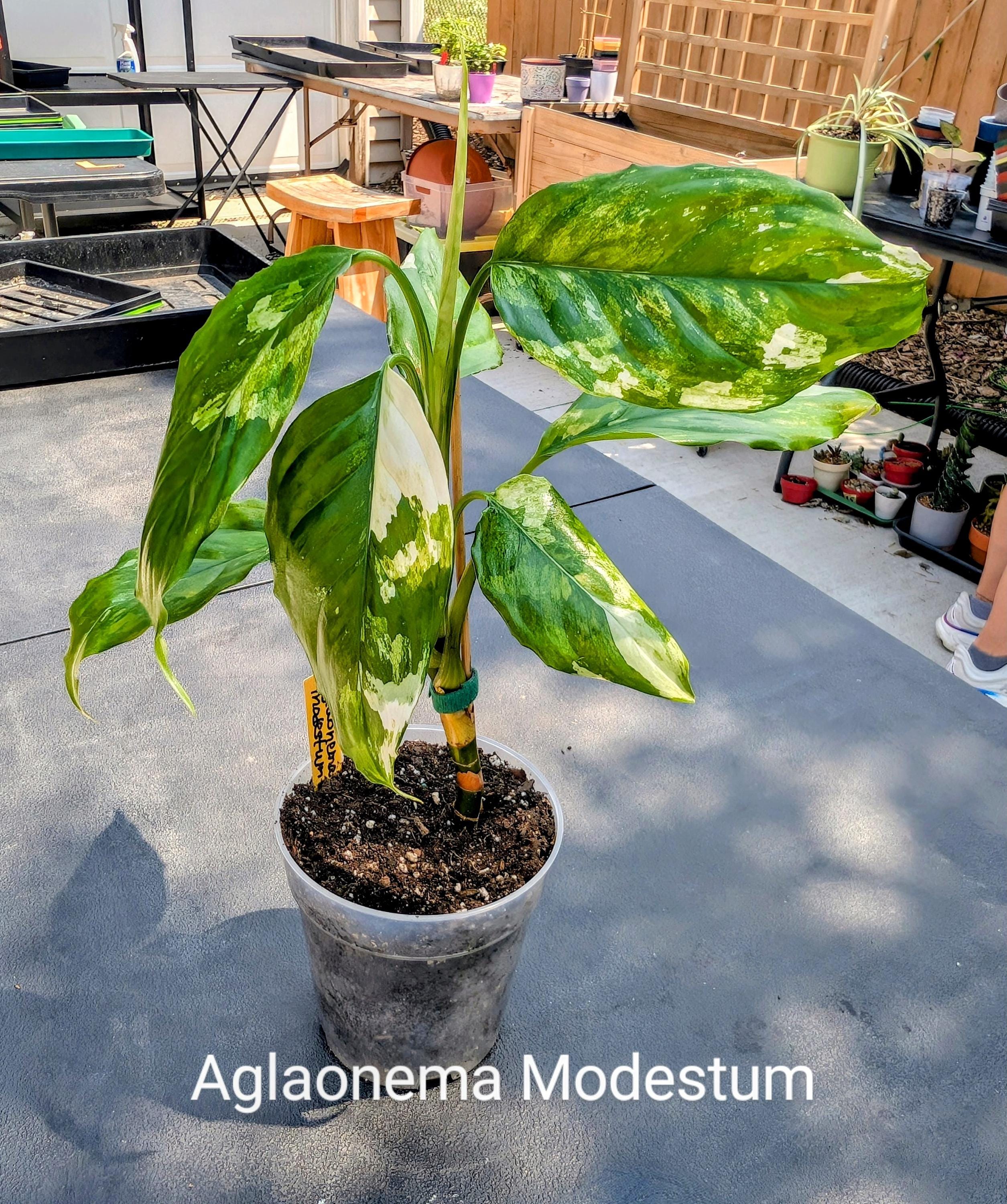 Aglaonema Modestum Varigated "spilt Milk" - Etsy