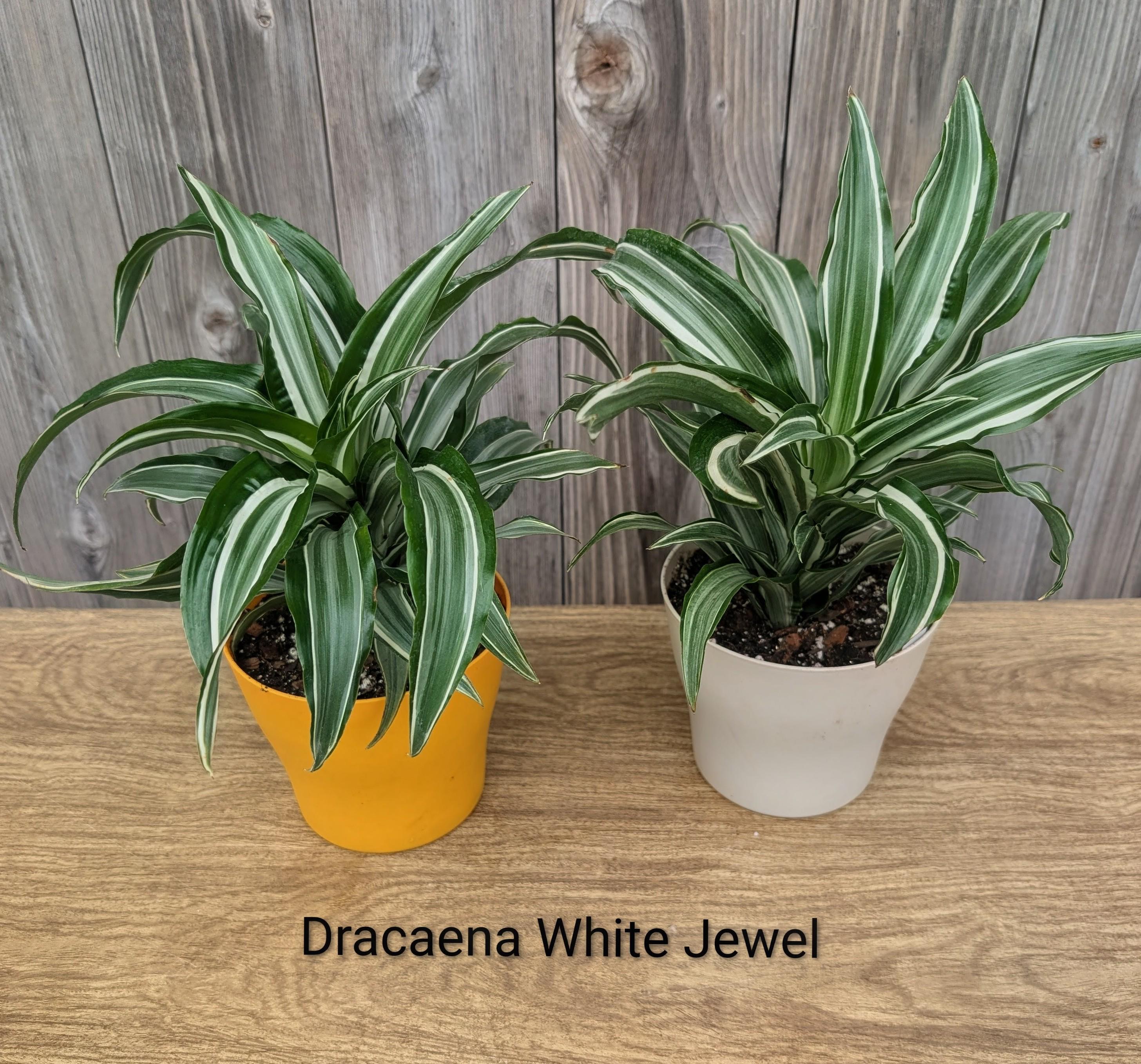 drachenbaum samen keimen Kanarische Drachenbaum (Dracaena draco) main image 1