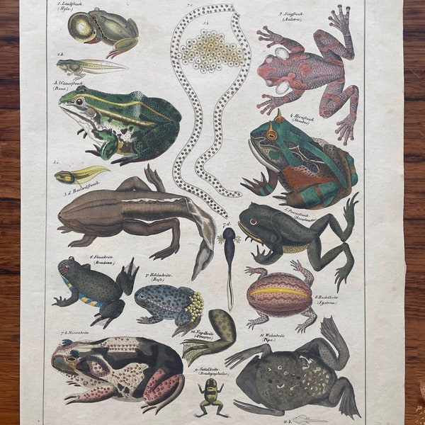 1843 - Hand Colored Lithograph - Frogs and Toads - Tree Frog - Fire Bellied Toad - Humpback Toad - Horned Frog - 10.75” x 13”