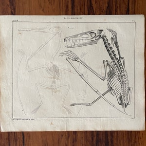 1843 - Pterodactyl - Original Antique Lithograph - Skeleton - Anatomy - Dinosaur - Fossil - 10.75” x 13” (NOT A COPY)