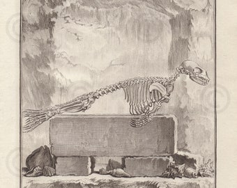 1770 - Seal (SET OF 4) Antique Lithograph - Zoology - Pinniped - Buffon - 8” x 10” Large Format (Not a Copy)