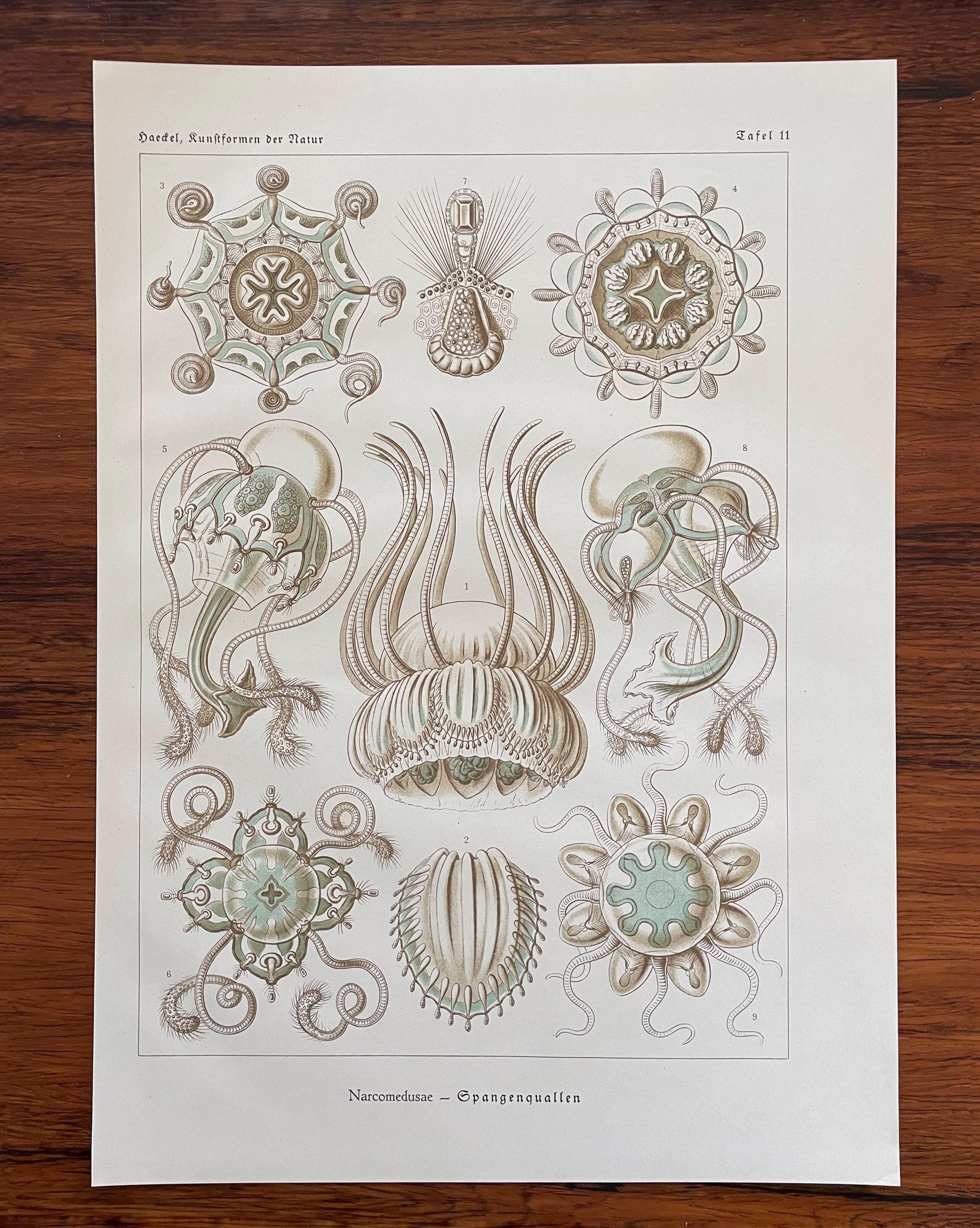 1924 - Ernst Haeckel Original Antique Print - Zooplankton - “Phaeodaria - Rohr Strahlinge”