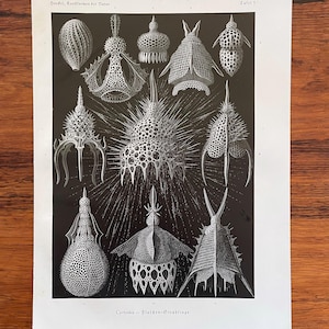 1924 - Ernst Haeckel Original Antique Print - Zooplankton - Cyrtoidea Flaschen Strahlinge