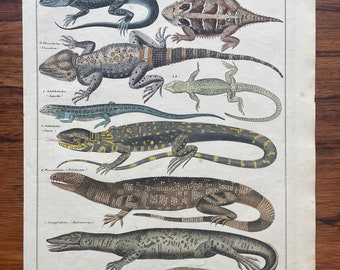 1843 - Hand Colored Lithograph - Lizards - Gila Monster - Sailfin Dragon - Horned Lizard - Thornytail Iguana - 10.75” x 13”