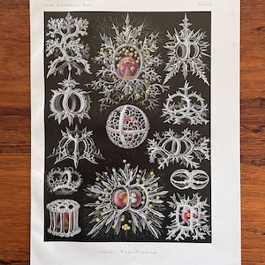 Ernst Haeckel Original Antique Print - 1924 - Zooplankton - “Stephoidea Ringel Strahlinge”