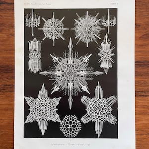 1924 - Ernst Haeckel Original Antique Print - Zooplankton - &quot;Acanthophracta Wunder Strahlinge&quot;