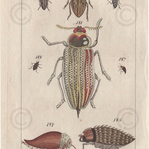 1810 - Hand Colored Lithograph - Jewel Beetle - Insects - Bugs - 4.25” x 7.25”