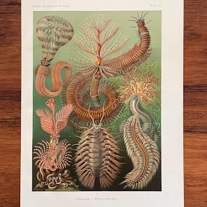 1924 - Ernst Haeckel Original Antique Print - &quot;Chaetopoda - Borstenwürmer&quot; - Annelid Worms