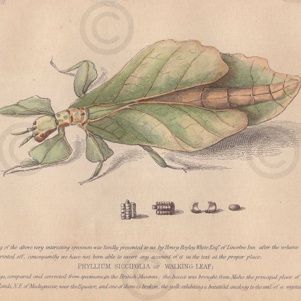 1853 - Hand Colored Lithograph - Walking Leaf - Phyllium Siccifolia - Insects - Bugs - 3.75” x 6.0”