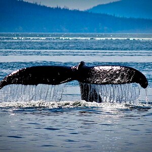 May include: A whale tail breaks the surface of the water, creating a spray of water droplets. The tail is dark gray and the water is a deep blue.