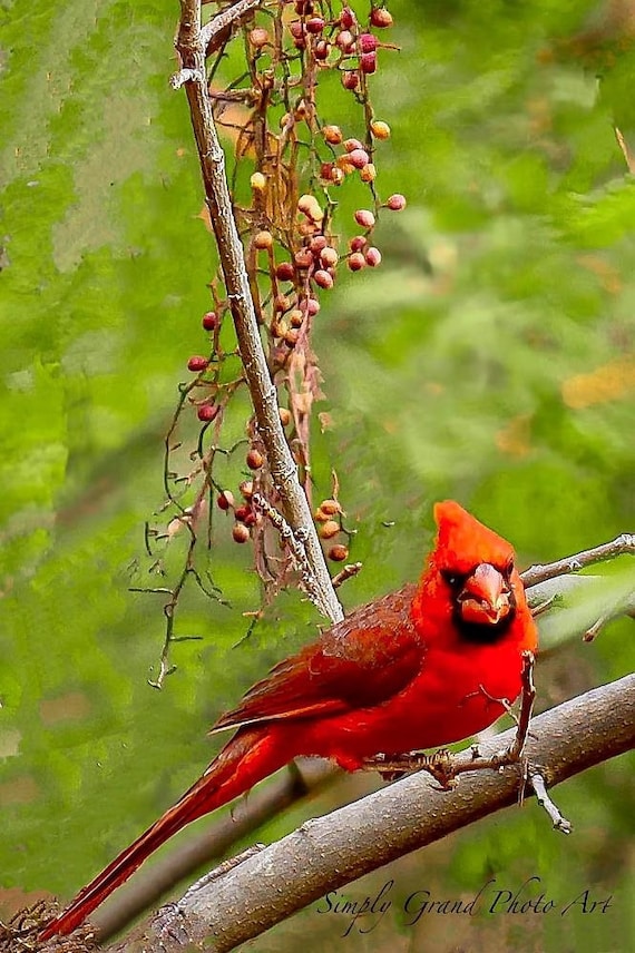 Cardinal Christmas Card 2