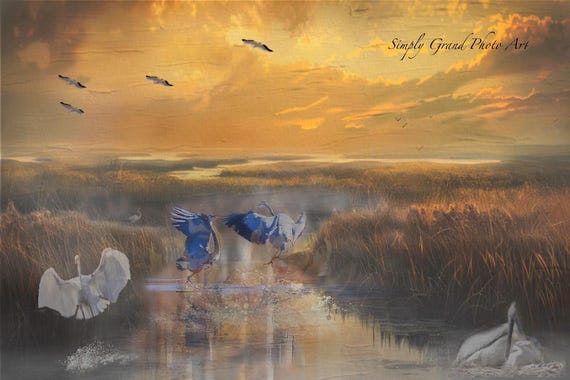 Kerfuffle on the Pond Canvas Print