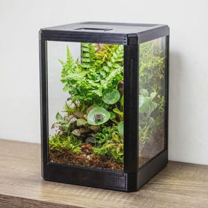 Könnte beinhalten: Ein rechteckiges schwarzes Terrarium mit klaren Glasscheiben an der Vorderseite und den Seiten. Im Inneren ruht eine kleine Springspinne auf einem grünen Blatt, umgeben von verschiedenen lebenden Farnen, Moos und Erde in einem Ökosystem.