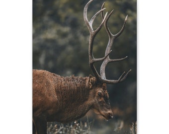 Brown Deer Canvas Art.Nature. Wall Art Canvas Ready To Hang Gift Canvas.