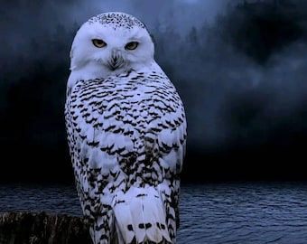 Snowy Owl in the Moonlight