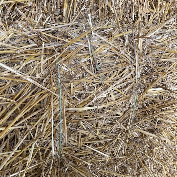 Straw - Premium Organic Wheat Straw (4lb or 8lb) - gardens, animal bedding, lawns and landscaping, compost and more