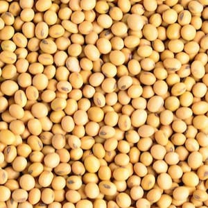 May include: A close-up image of a large pile of soybeans. The soybeans are a light yellow color and have a smooth, oval shape.