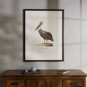 Brown Pelican - Vintage Scientific Illustration Style Aesthetic Poster - Large Wall Art - Antique Moody Living Room Decor