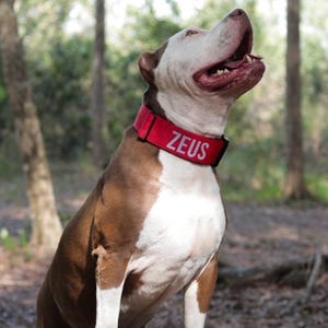May include: A brown and white dog wearing a red collar with the name "ZEUS" in white letters. The dog is looking up with its mouth open, set against a blurred forest background.