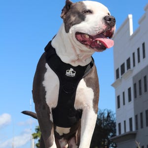 No Pull Harness | Step In | Heavy Duty | Grab Handle