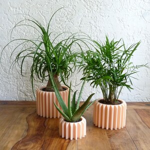 Puede incluir: Tres plantas en macetas: una pata de elefante, aloe vera y una palmera de salón. Las plantas están en macetas acanaladas de color melocotón. Las plantas están sobre una superficie de madera contra una pared blanca texturizada.