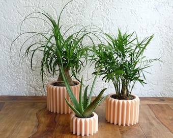 May include: Three potted plants: a ponytail palm, aloe vera, and a parlor palm. The plants are in peach-colored, ribbed planters. The plants sit on a wooden surface against a white textured wall. The ponytail palm is in the largest planter.