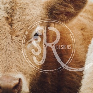 Calf Wall Art - Photo Print - Digital Download