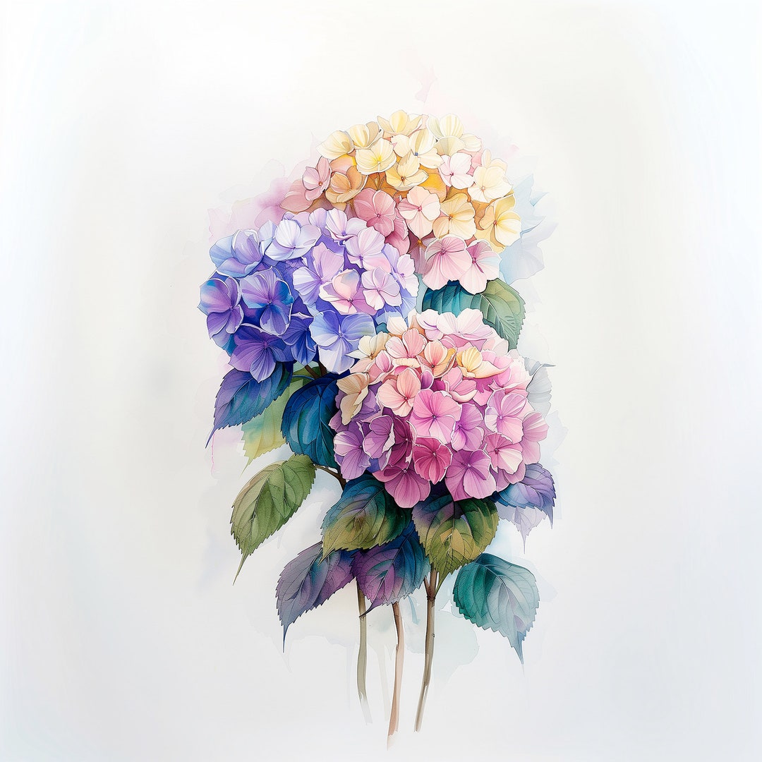 Hydrangea Watercolor Print Set: Floral Botanical Art (digital Download ...
