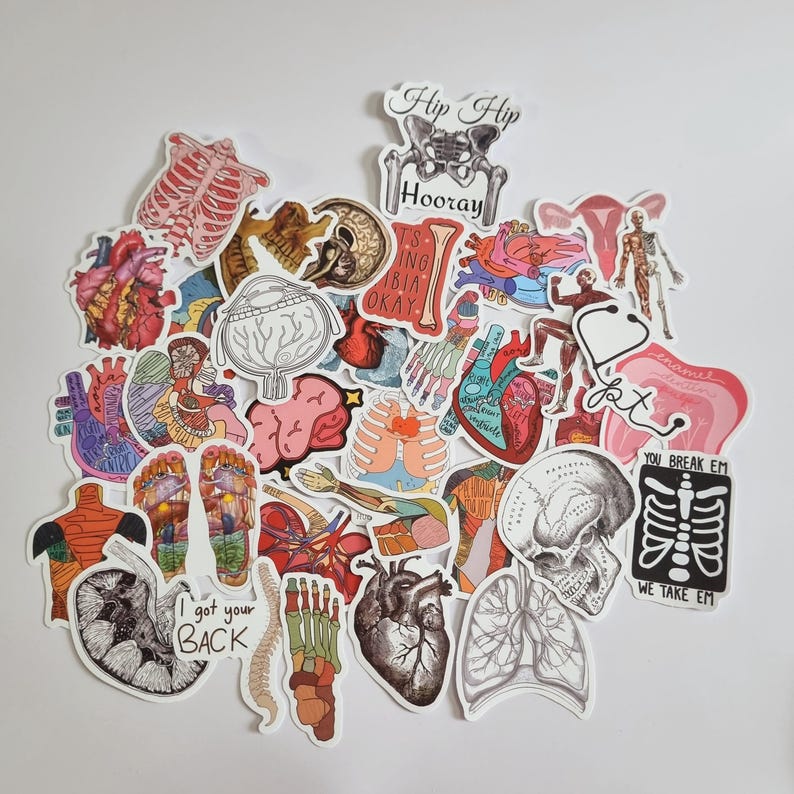 Skeletal System Sticker Medical Anatomy Stickers – Educational Vinyl Stickers for Students ...