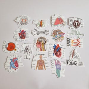 Autocollants d'anatomie médicale : 3 ou 5 pièces au hasard, autocollants pour parties du corps avec étiquettes, autocollants scientifiques pour étudiants, cadeaux pour infirmières et médecins
