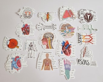 Medical Anatomy Stickers – Educational Vinyl Stickers for Students, Doctors & Science Lovers