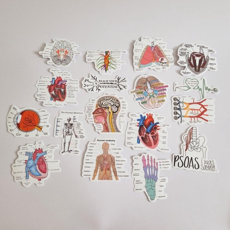 Sticker Humen Medical Anatomy Stickers – Educational Vinyl Stickers for Students ...