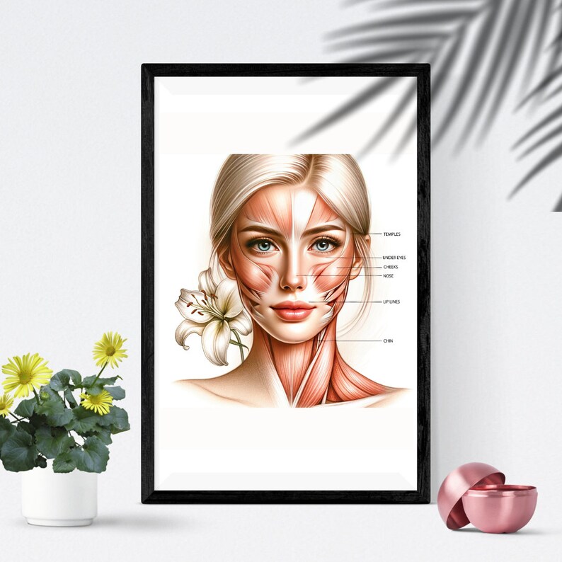 Facial Anatomy Art, Face Anatomy Poster, Facial Filler, Facial Muscles