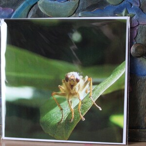 Original Grußkarte BLANK. Naturfotografie. Kunst Der Natur. Geburtstag. Danke.Sympathie.