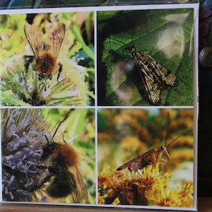 Original Grußkarte BLANK. Naturfotografie. Kunst Der Natur. Geburtstag. Danke.Sympathie.