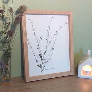 Herbarium Myosotis sylvatica dried flowers - natural and boho decoration - pressed flowers