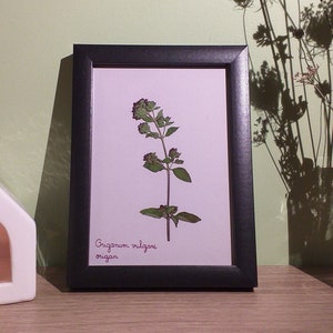 Herbarium - Origanum Vulgare - dried flowers - natural decoration - boho - pressed flowers