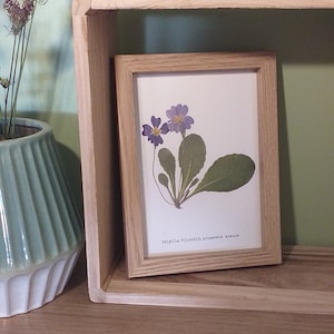 Herbarium Primula vulgaris dried flowers - natural and boho decoration - pressed flowers