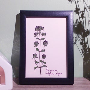 Origanum Vulgare Herbarium - botanical frame - dried flowers - natural decoration - boho - pressed flowers