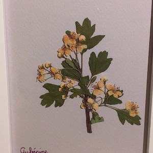 Hawthorn Herbarium - botanical frame - dried flowers - natural decoration - boho - pressed flowers