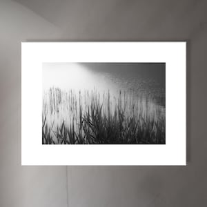 Può includere: Una fotografia in bianco e nero di erbe alte che crescono in un specchio d'acqua. L'acqua è calma e riflette la luce del cielo. Le erbe sono in silhouette contro la luce.