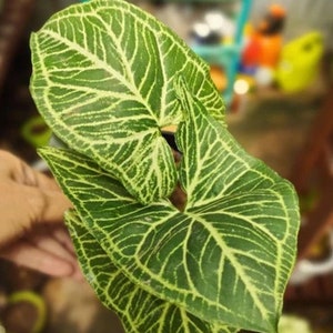 Syngonium Batik Perfect Condition, Unique Leaves of Syngonium Live Plants