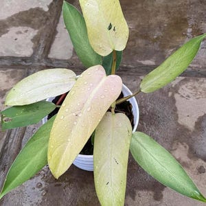 極美白斑フィロデンドロンホイップルウェイ Yahoo!オークション - 激レア フィロデンドロン ホイップル