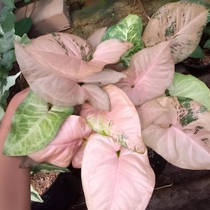 Syngonium Pink Flecked Perfect Condition, Unique Leaves of Syngonium Live Plants