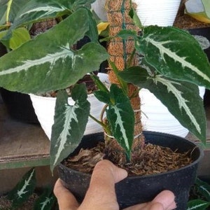 Syngonium Wendlandii Perfect Condition, Unique Leaves of Syngonium Live Plants