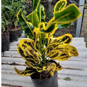 Codiaeum Variegatum Croton Banana Unique Live Plant