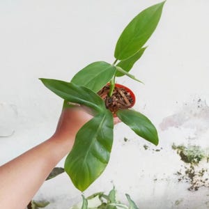Philodendron Sanctamartinense Parfait état, feuilles uniques de plantes vivantes Philodendron
