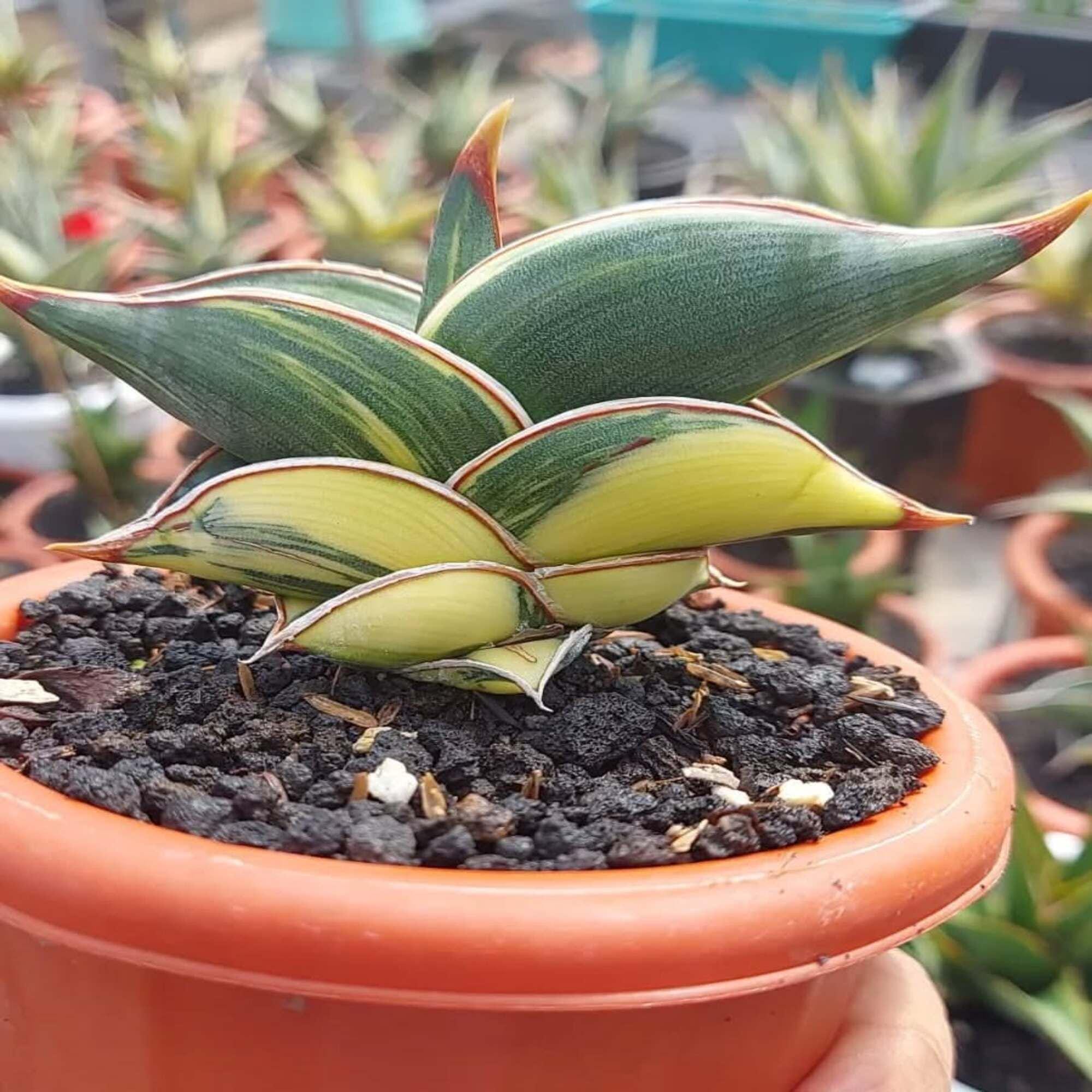 Sansevieria Rorida Variegated Rare Live Plant - Etsy